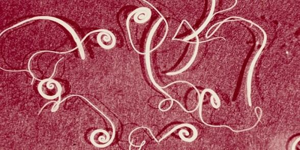 foto di parassiti umani