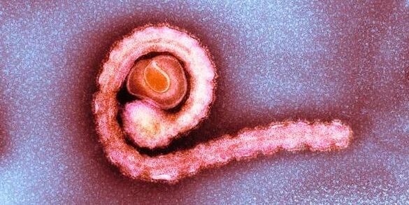 tenia nana nel corpo umano